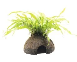 DENNERLE Waterplant Javavaren - Microsorum Pteropus Coco Cave