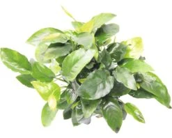 DENNERLE Waterplant Dwerg Speerblad - Anubias Bart.spec.nana