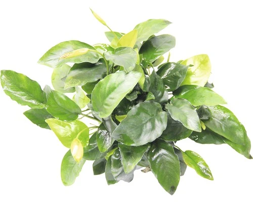 DENNERLE Waterplant Dwerg Speerblad - Anubias Bart.spec.nana 1 DENNERLE Waterplant Dwerg Speerblad - Anubias Bart.spec.nana