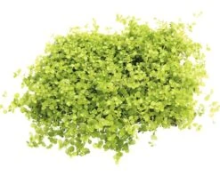 DENNERLE Waterplant Nieuw Parelkruid - Micranthemum Spec. Montecarlo