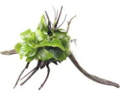 DENNERLE Waterplant Dwerg Speerblad - Anubias Bart.spe.nana