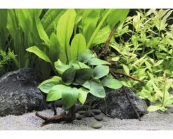 Huisdierenaquarium Winkel -Huisdierenaquarium Winkel DV 8 10165682 02 4c DE 20200814104755