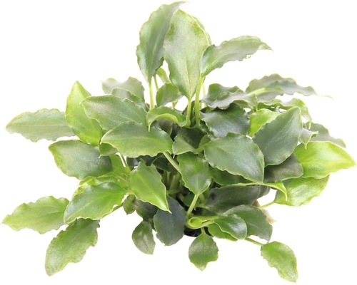 DENNERLE Waterplant Schismatoglottis Prietoi 1 DENNERLE Waterplant Schismatoglottis Prietoi