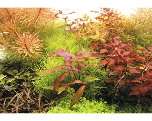 DENNERLE Waterplant Persicaria Sp. Sao Paulo Pink 3 DENNERLE Waterplant Persicaria Sp. Sao Paulo Pink - Afbeelding 3