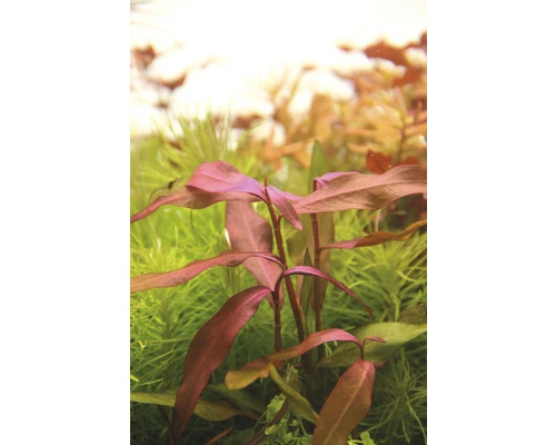 DENNERLE Waterplant Persicaria Sp. Sao Paulo Pink 2 DENNERLE Waterplant Persicaria Sp. Sao Paulo Pink - Afbeelding 2