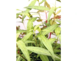 DENNERLE Waterplant Persicaria Sp. Sao Paulo Pink