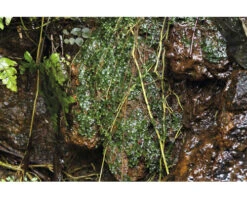 DENNERLE Waterplant Zoetwaterkelp - Lomariopsis -Huisdierenaquarium Winkel DV 8 10590267 02 4c DE 20220811133309