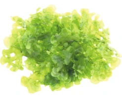 DENNERLE Waterplant Zoetwaterkelp - Lomariopsis