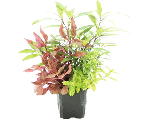 DENNERLE Waterplant - Colors Of Nature - 3 St 1 DENNERLE Waterplant - Colors Of Nature - 3 St