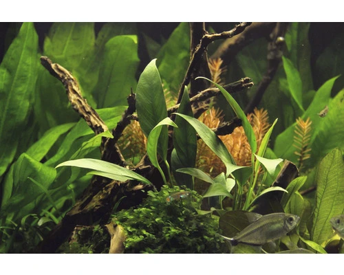 DENNERLE Waterplant Naakte Speerblad - Anubias Barteri. Var. Glabra 2 DENNERLE Waterplant Naakte Speerblad - Anubias Barteri. Var. Glabra - Afbeelding 2