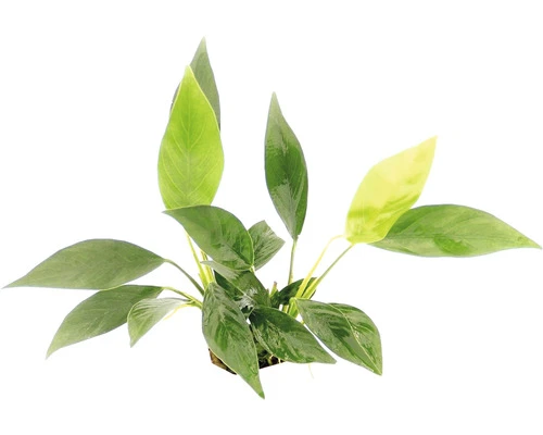 DENNERLE Waterplant Naakte Speerblad - Anubias Barteri. Var. Glabra 1 DENNERLE Waterplant Naakte Speerblad - Anubias Barteri. Var. Glabra