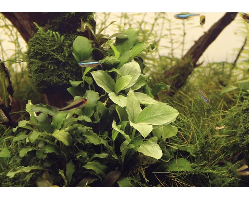 DENNERLE Waterplant Dwerg Speerblad Jade - Anubias Nana Jade 3 DENNERLE Waterplant Dwerg Speerblad Jade - Anubias Nana Jade - Afbeelding 3