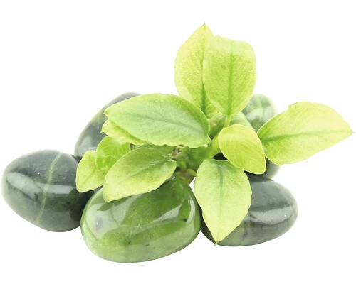 DENNERLE Waterplant Dwerg Speerblad Jade - Anubias Nana Jade 2 DENNERLE Waterplant Dwerg Speerblad Jade - Anubias Nana Jade - Afbeelding 2