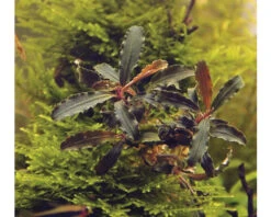 DENNERLE Waterplant Bucepphalandra Sp. Red Scorpio 5 DENNERLE Waterplant Bucepphalandra Sp. Red Scorpio -Huisdierenaquarium Winkel DV 8 10628240 01 4c DE 20221214115704