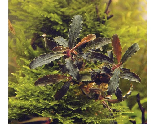 DENNERLE Waterplant Bucepphalandra Sp. Red Scorpio 3 DENNERLE Waterplant Bucepphalandra Sp. Red Scorpio - Afbeelding 3