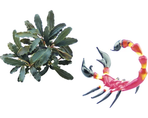 DENNERLE Waterplant Bucepphalandra Sp. Red Scorpio 2 DENNERLE Waterplant Bucepphalandra Sp. Red Scorpio - Afbeelding 2