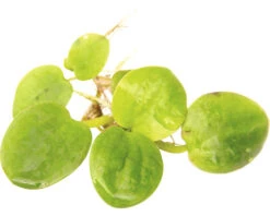 DENNERLE Waterplant Amazone Kikkerbeet - Limnobium Laevigatum