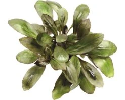 DENNERLE Waterplantenpakket XS 12 DENNERLE Waterplantenpakket XS -Huisdierenaquarium Winkel DV 8 4614268 01 4c DE 20190124111659