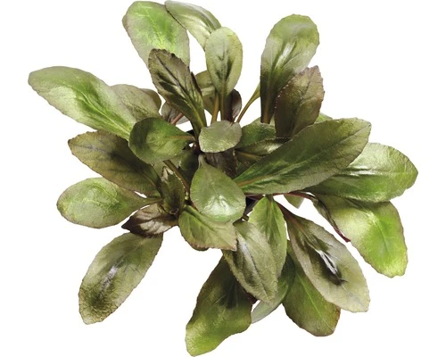 DENNERLE Waterplantenpakket XS 3 DENNERLE Waterplantenpakket XS - Afbeelding 3