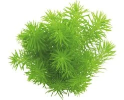 DENNERLE Waterplantenpakket XS 13 DENNERLE Waterplantenpakket XS -Huisdierenaquarium Winkel DV 8 4614268 03 4c DE 20190124111659