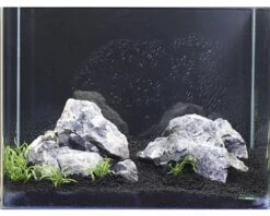 DENNERLE Waterplantenpakket XS 19 DENNERLE Waterplantenpakket XS -Huisdierenaquarium Winkel DV 8 4614268 05 4c DE 20190124111659