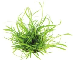 DENNERLE Waterplantenpakket XS 14 DENNERLE Waterplantenpakket XS -Huisdierenaquarium Winkel DV 8 4614268 06 4c DE 20190124111659