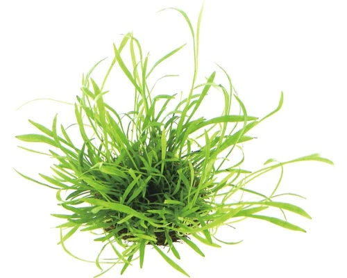 DENNERLE Waterplantenpakket XS 5 DENNERLE Waterplantenpakket XS - Afbeelding 5