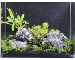 DENNERLE Waterplantenpakket XS