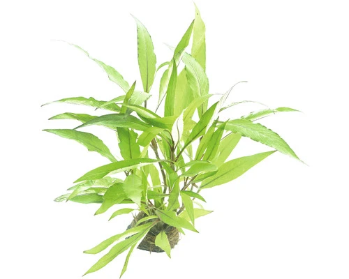 DENNERLE Waterplantenpakket XS 6 DENNERLE Waterplantenpakket XS - Afbeelding 6