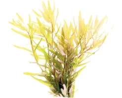 DENNERLE Waterplantenpakket XS 16 DENNERLE Waterplantenpakket XS -Huisdierenaquarium Winkel DV 8 4614268 11 4c DE 20221124120553