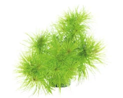 DENNERLE Waterplantenpakket XS 17 DENNERLE Waterplantenpakket XS -Huisdierenaquarium Winkel DV 8 4614268 12 4c DE 20221218204957