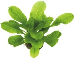 DENNERLE Waterplantenpakket L 11 DENNERLE Waterplantenpakket L -Huisdierenaquarium Winkel DV 8 4614270 01 4c DE 20190124111659