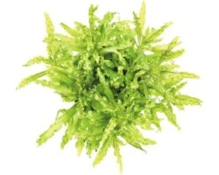 DENNERLE Waterplantenpakket L 12 DENNERLE Waterplantenpakket L -Huisdierenaquarium Winkel DV 8 4614270 02 4c DE 20190124111659