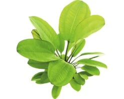 DENNERLE Waterplantenpakket L 13 DENNERLE Waterplantenpakket L -Huisdierenaquarium Winkel DV 8 4614270 03 4c DE 20190124111659