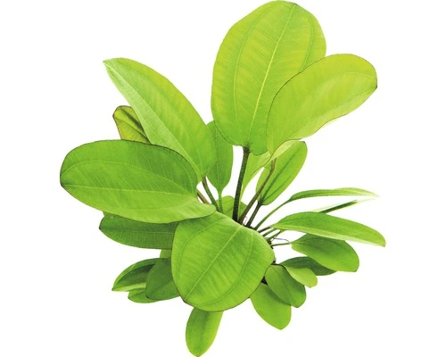 DENNERLE Waterplantenpakket L 5 DENNERLE Waterplantenpakket L - Afbeelding 5