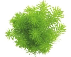 DENNERLE Waterplantenpakket L 14 DENNERLE Waterplantenpakket L -Huisdierenaquarium Winkel DV 8 4614270 04 4c DE 20190124111659