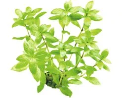 DENNERLE Waterplantenpakket L 15 DENNERLE Waterplantenpakket L -Huisdierenaquarium Winkel DV 8 4614270 06 4c DE 20190124111659