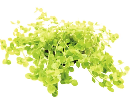 DENNERLE Waterplantenpakket L 9 DENNERLE Waterplantenpakket L - Afbeelding 9