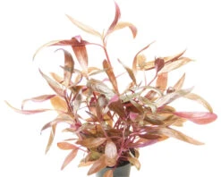 DENNERLE Waterplantenpakket XL 15 DENNERLE Waterplantenpakket XL -Huisdierenaquarium Winkel DV 8 4614271 11 4c DE 20221123181757