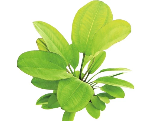 DENNERLE Waterplantenpakket XL 6 DENNERLE Waterplantenpakket XL - Afbeelding 6