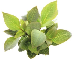 DENNERLE Waterplantenpakket XL 17 DENNERLE Waterplantenpakket XL -Huisdierenaquarium Winkel DV 8 4614271 14 4c DE 20230317094753