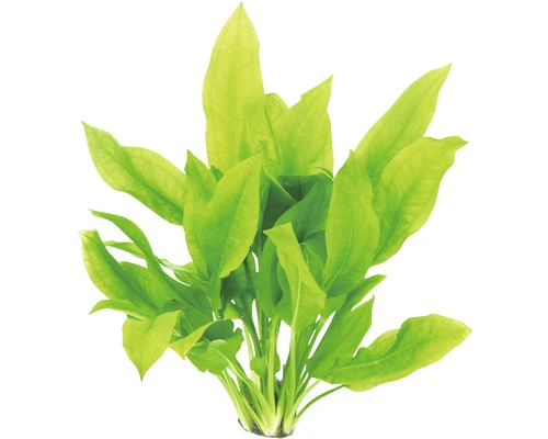 DENNERLE Waterplantenpakket XL 9 DENNERLE Waterplantenpakket XL - Afbeelding 9