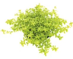 DENNERLE Waterplantenpakket XL 20 DENNERLE Waterplantenpakket XL -Huisdierenaquarium Winkel DV 8 4614271 17 4c DE 20230317101650