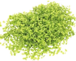 DENNERLE Waterplantenpakket XL 21 DENNERLE Waterplantenpakket XL -Huisdierenaquarium Winkel DV 8 4614271 18 4c DE 20230317094753