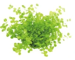 DENNERLE Waterplantenpakket XXL 18 DENNERLE Waterplantenpakket XXL -Huisdierenaquarium Winkel DV 8 4614272 02 4c DE 20190121144652