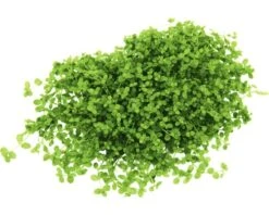 DENNERLE Waterplantenpakket XXL 19 DENNERLE Waterplantenpakket XXL -Huisdierenaquarium Winkel DV 8 4614272 03 4c DE 20190121144652