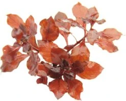 DENNERLE Waterplantenpakket XXL 20 DENNERLE Waterplantenpakket XXL -Huisdierenaquarium Winkel DV 8 4614272 05 4c DE 20190121144652