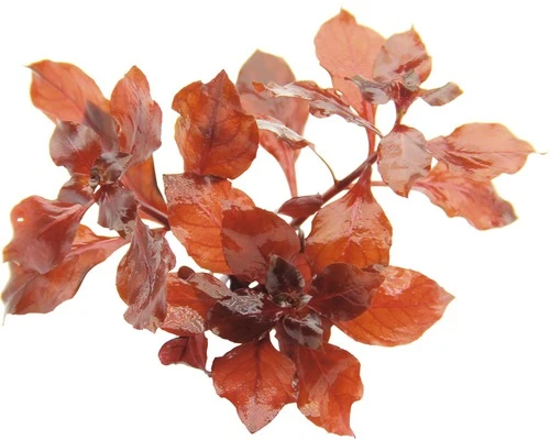 DENNERLE Waterplantenpakket XXL 10 DENNERLE Waterplantenpakket XXL - Afbeelding 10