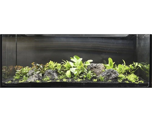 DENNERLE Waterplantenpakket XXL 2 DENNERLE Waterplantenpakket XXL - Afbeelding 2