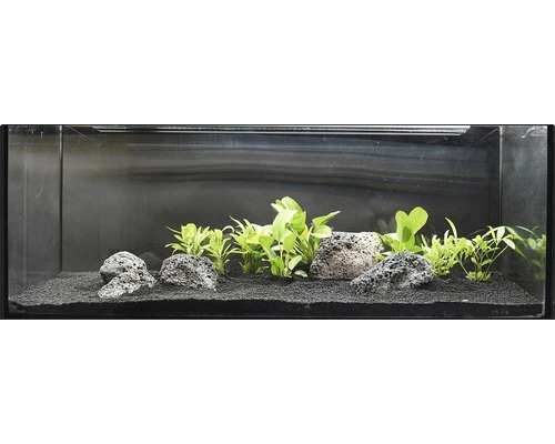 DENNERLE Waterplantenpakket XXL 3 DENNERLE Waterplantenpakket XXL - Afbeelding 3